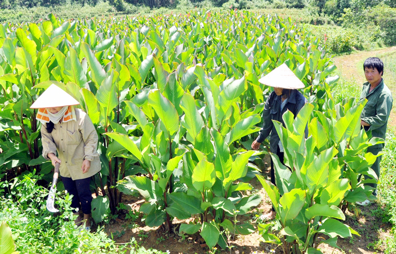 Vùng chuyên canh cây dong riềng ở thôn Lục Ngù, xã Húc Động.