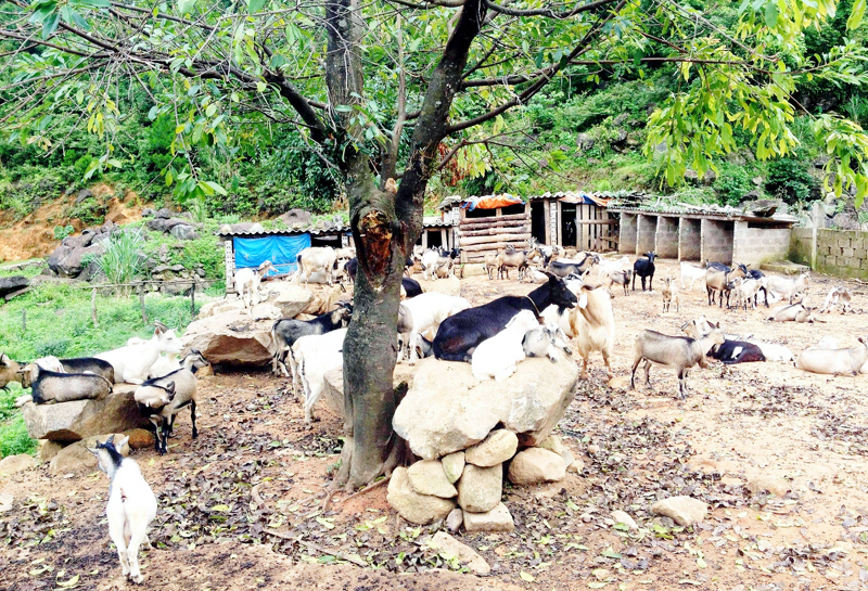 Mô hình chăn nuôi dê bán hoang dã tại thôn Khe Lánh, xã Vô Ngại.