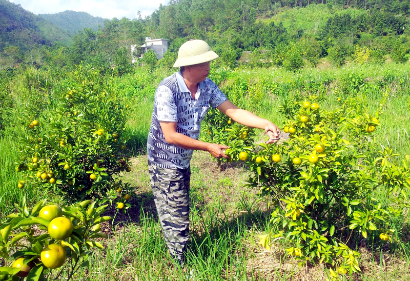 Mô hình trồng cây cam Canh tại thôn Nà Sa, xã Hoành Mô.