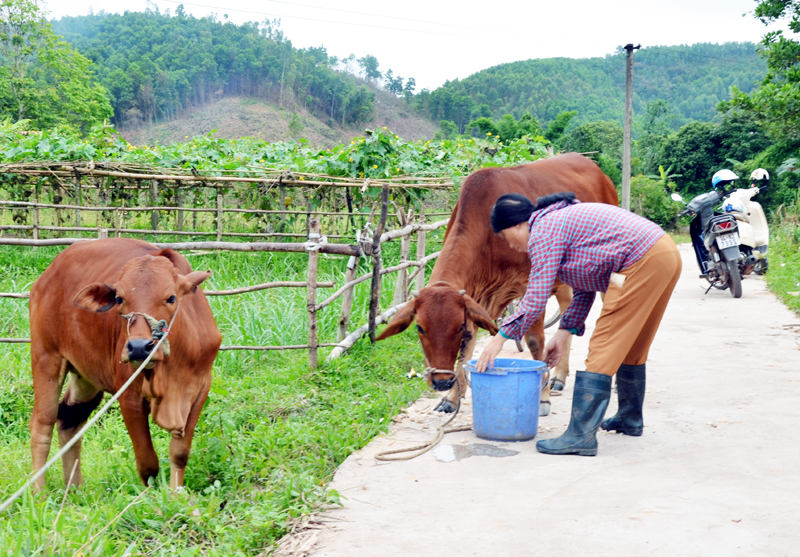 Chị Trần Thị Hà, hộ nghèo tại thôn Ký Vầy, xã Đài Xuyên, huyện Vân Đồn chăm sóc bò giống của gia đình. 