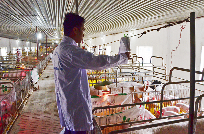 Cán bộ kỹ thuật kiểm tra quy trình chăm nuôi lợn giống ở trang trại. 