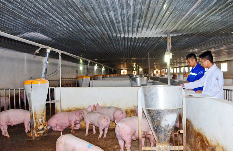 Khâu chăm nuôi lợn luôn được Công ty giám sát chặt chẽ.