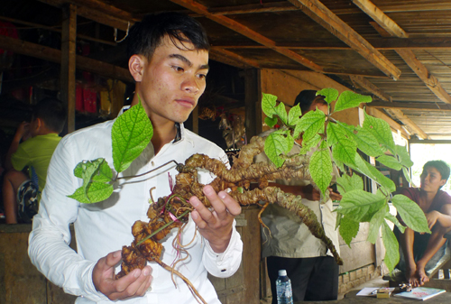 Một người dân đào được củ sâm tự nhiên nặng gần một kg, bán giá 200 triệu đồng. Ảnh: Đắc Thành