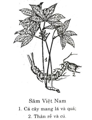 Sâm Ngọc Linh được mô tả trong sách Từ điển Cây thuốc Việt Nam do giáo sư Võ Văn Chi biên soạn.