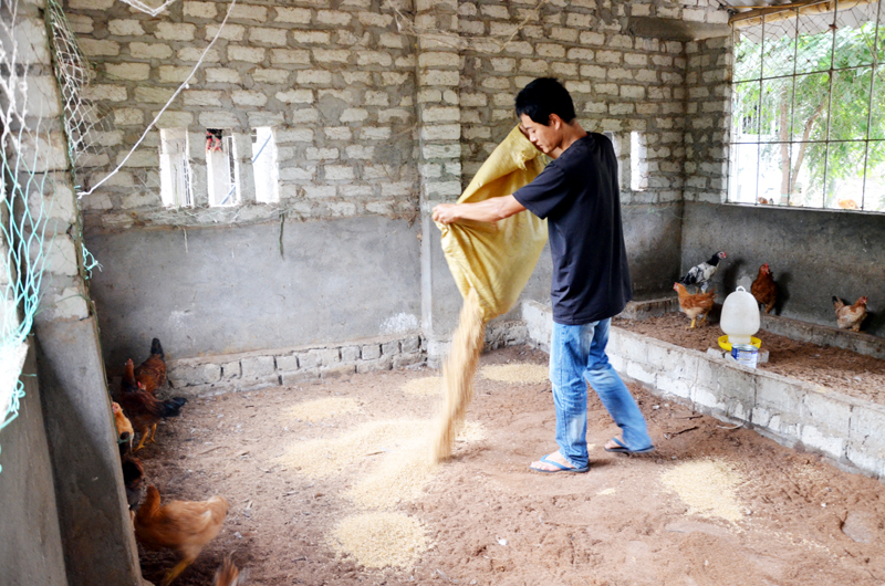 Anh Nguyễn Huy Dũng rắc trấu nền chuồng gà, chuẩn bị làm lớp đệm lót sinh học mới cho đàn gà nuôi.