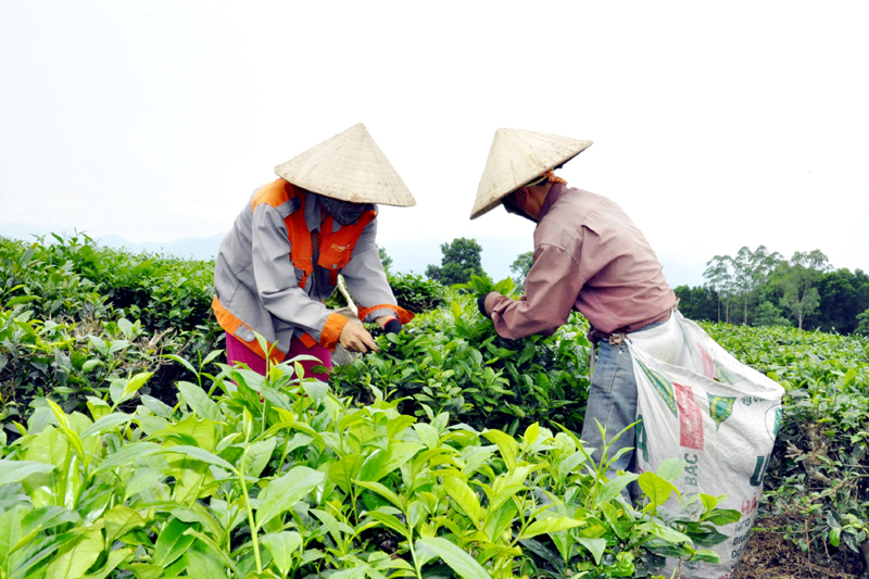 Người dân xã Quảng Long, huyện Hải Hà thu hoạch chè.