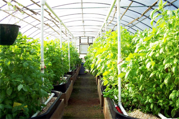Ứng dụng công nghệ để sản xuất nông sản tại Khu nông nghiệp công nghệ cao VinEco. Ảnh: Nguyễn Giang
