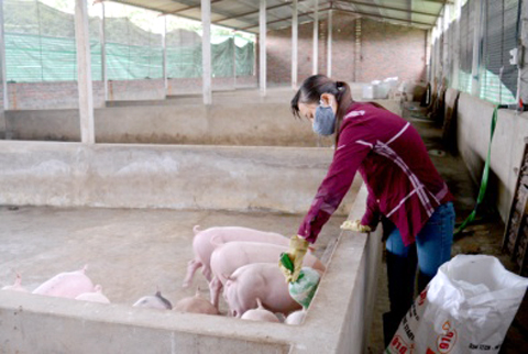 200 con lợn con của gia đình anh Nguyễn Thế Vinh, thôn Quảng Mản, xã Bình Khê, TX Đông Triều đang được tiếp tục nuôi bằng cám thảo dược.