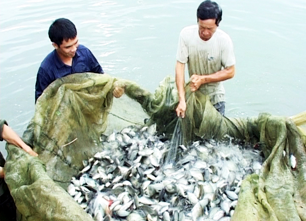 Các hộ dân xã Tân Bình, huyện Đầm Hà thu hoạch cá.  Ảnh: Bá Huấn
