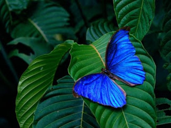 Loài bướm Morpho Didius quý hiếm.