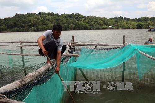 Lồng nuôi 4.000 cá chẽm, cá bốp và cá mú của anh Võ Văn Phúc ở ấp Bãi Ớt, xã Dương Hòa (Kiên Lương) gần như chết sạch.
