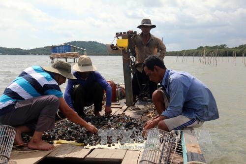 Với 4 mẻ cào kéo lên có đến 90% vỏ sò đã chết trước đó tại bãi sò ông Dang Sang ở ấp Bãi Ớt, xã Dương Hòa (Kiên Lương).