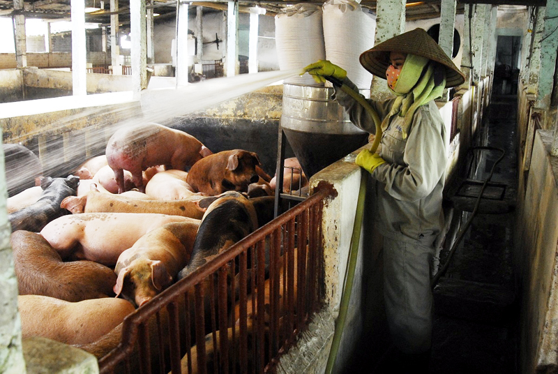 Trang trại chăn nuôi lợn của CCB Bùi Tiến Lưu mang lại hiệu quả kinh tế cao.