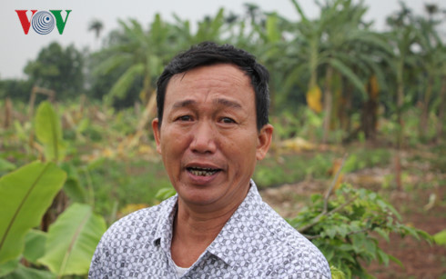 Ông Phạm Văn Quân bức xúc khi vườn cây đang chuẩn bị thu hoạch bị côn đồ phá sạch