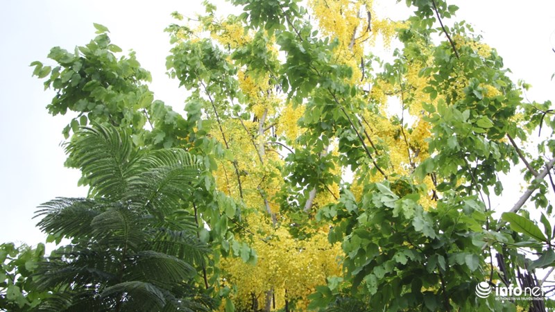 Tại TP.HCM cây được trồng nhiều tại các tuyến đường tại quận Thủ Đức, quận 7. Cây nở hoa vào đầu mùa hè và kéo dài trong khoảng 2 tháng sau đó.