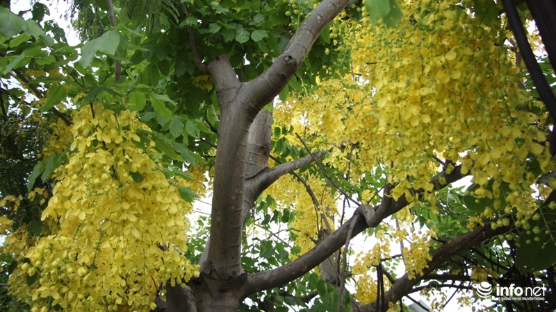 Màu sắc rực rỡ, lại nở trong những ngày hè nắng chói chang nên loài cây này luôn nổi bật tại những vị trí được trồng.