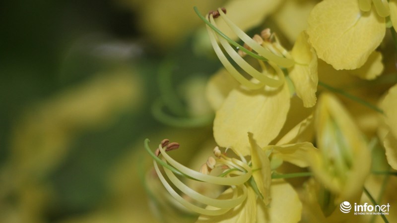 Nhụy hoa dài và cong lên trên như chiếc đuôi còn bọ cạp, có lẽ đó là đặc điểm khiến loài hoa này còn mang tên Bọ cạp vàng.