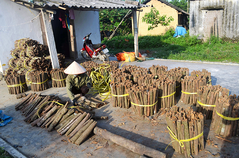 Năm nay Quảng Sơn được mùa quế ước tính bà con thu được 450 tấn vỏ quế tươi.