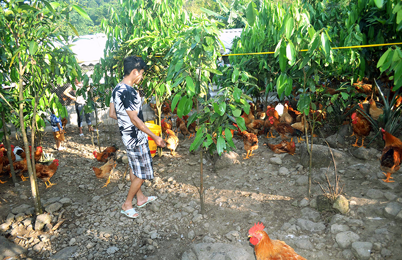Người dân đã thay đổi nhận thức, nhiều gia đình ở xã đã nuôi gà theo hướng thả đồi.