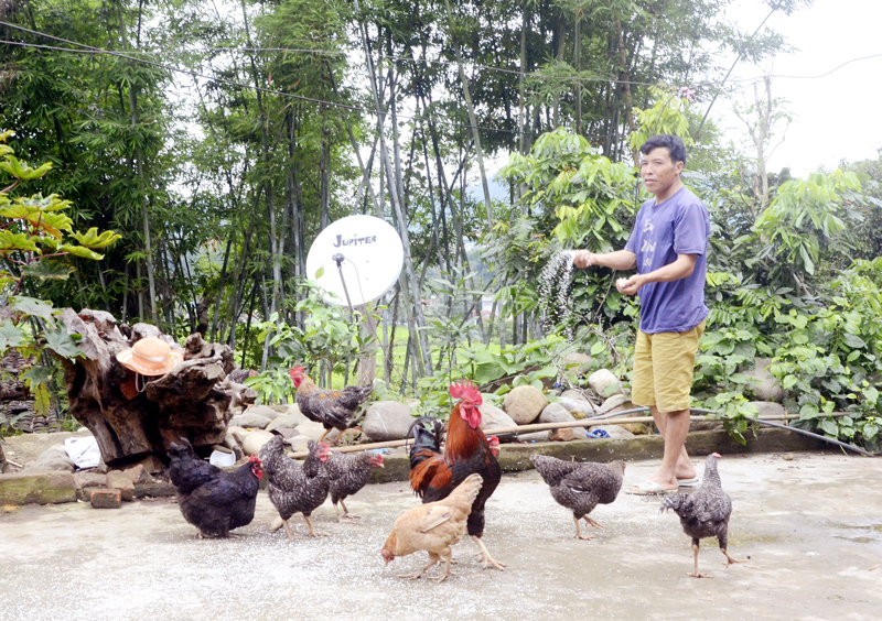 Đàn gà của gia đình anh Sái Thím Sinh, xã Tình Húc, huyện Bình Liêu đang phát triển tốt, giúp gia đình có thêm thu nhập.