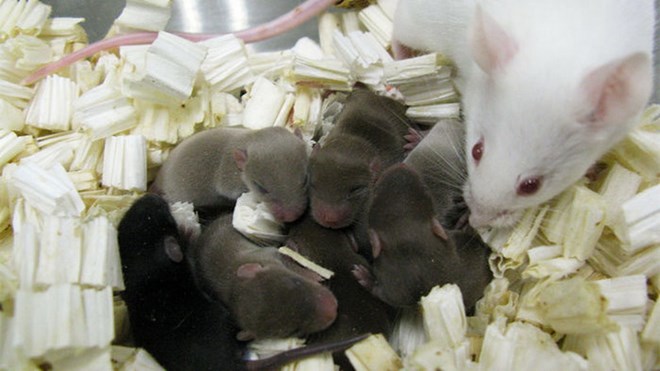 Chuột con sinh ra từ tinh trùng được lưu trữ trên trạm không gian trong 9 tháng. (Nguồn: sciencemag.org)