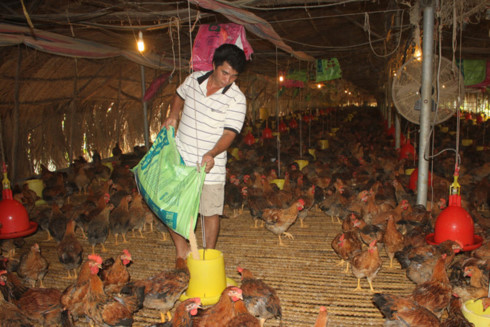 Người chăn nuôi gà đứng trước nguy cơ thua lỗ do giá gà thương phẩm và giá trứng sụt giảm. Ảnh: Ngọc An.