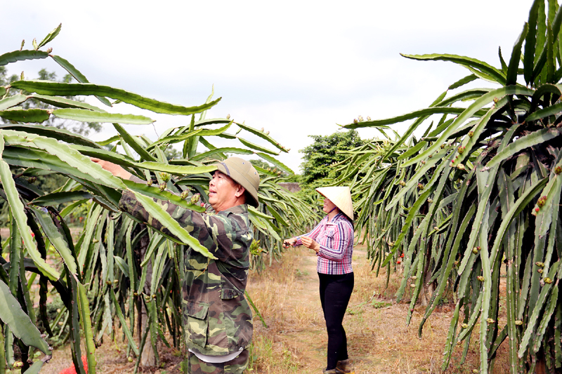 Mô hình trồng thanh long ruột đỏ hộ anh Nguyễn Văn Hùng (thôn Trại Thông, xã Bình Khê) đang hướng tới mô hình vườn mẫu.