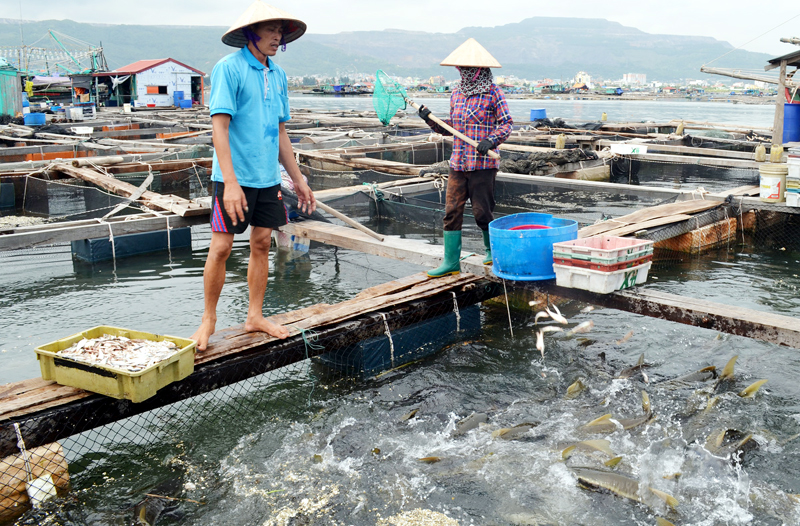 Hộ ông Lê Khắc Xin nuôi cá giò tại đảo Ông Cụ, phường Cẩm Đông, TP Cẩm Phả.