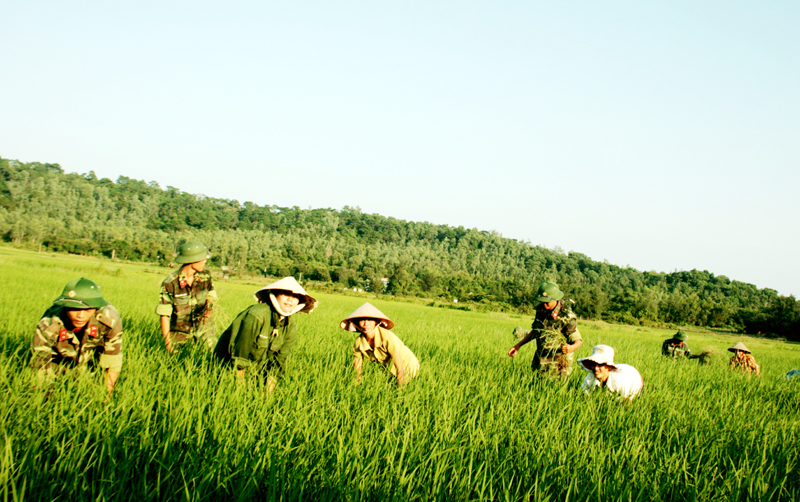 Cán bộ, chiến sĩ Lữ đoàn 242 (Sư đoàn 395, Quân khu 3) thu hoạch lúa giúp nhân dân xã Vạn Yên, huyện Vân Đồn.