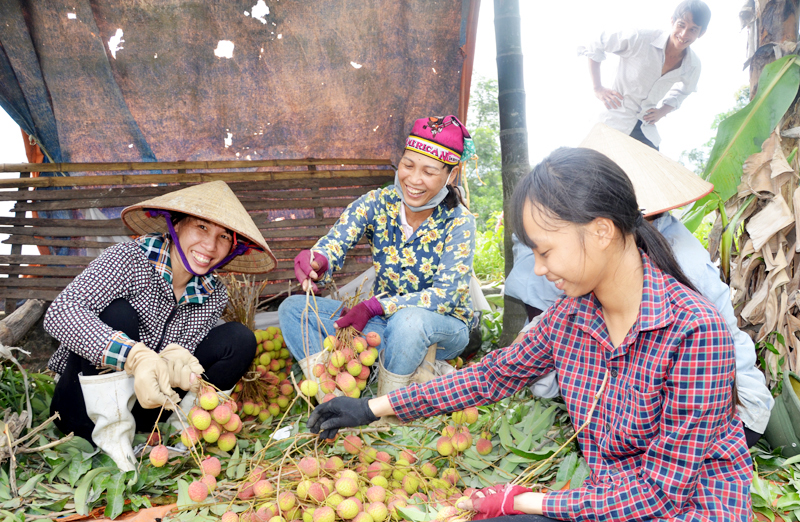 Người dân thu hoạch vải chín sớm Phương Nam, TP Uông Bí. Ảnh: VIỆT HOA