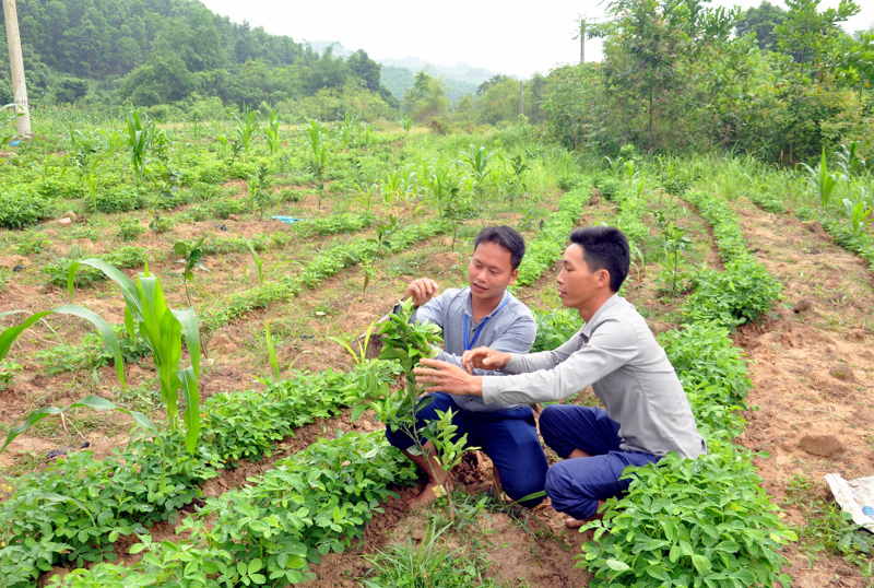 Bí thư Chi bộ, Trưởng thôn Phủ Liễn (xã Đồng Sơn) Lý Sinh Tân (bên phải) giới thiệu khu vườn mẫu đang được anh triển khai xây dựng.