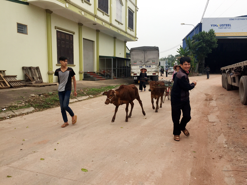 Hộ nghèo TX Quảng Yên nhận hỗ trợ bò giống năm 2017.