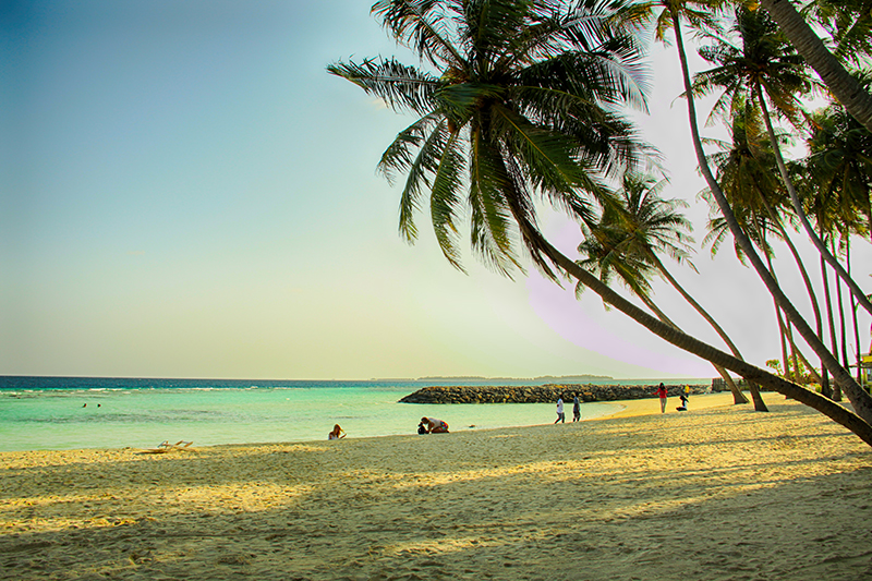 Bãi tắm trên đảo Maafushi cát trắng phẳng mịn, điểm xuyết bởi những hàng dừa nghiêng bóng ra biển.