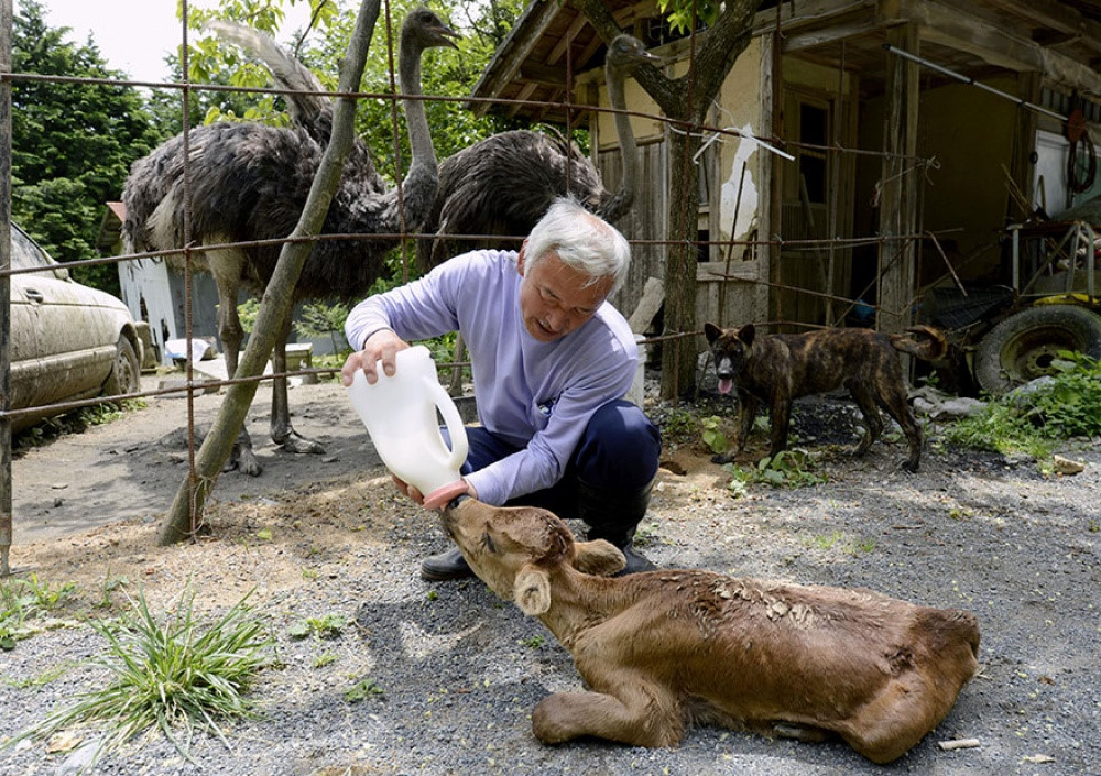 Sau thảm họa hạt nhân ở Fukushima (Nhật Bản) năm 2011, ông Naoto Matsumura cùng mọi người rời khỏi nơi đây. Nhưng sau đó, ông quay trở lại để chăm sóc các động vật bị bỏ rơi. Ảnh: China.
