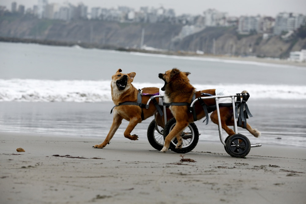 Hai chú chó bị liệt nô đùa bên nhau nhờ chiếc xe lăn đặc biệt tại thành phố Lima, Peru. Ảnh: Mariana Bazo/Reuters.