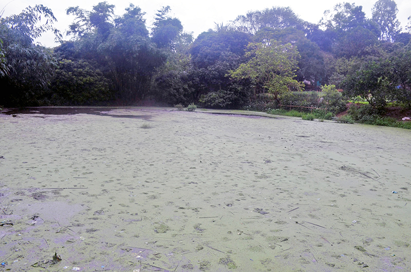 Mặt các hồ xử lý nước thải đều “lộ thiên”, gây ô nhiễm môi trường không khí toàn bộ khu vực.