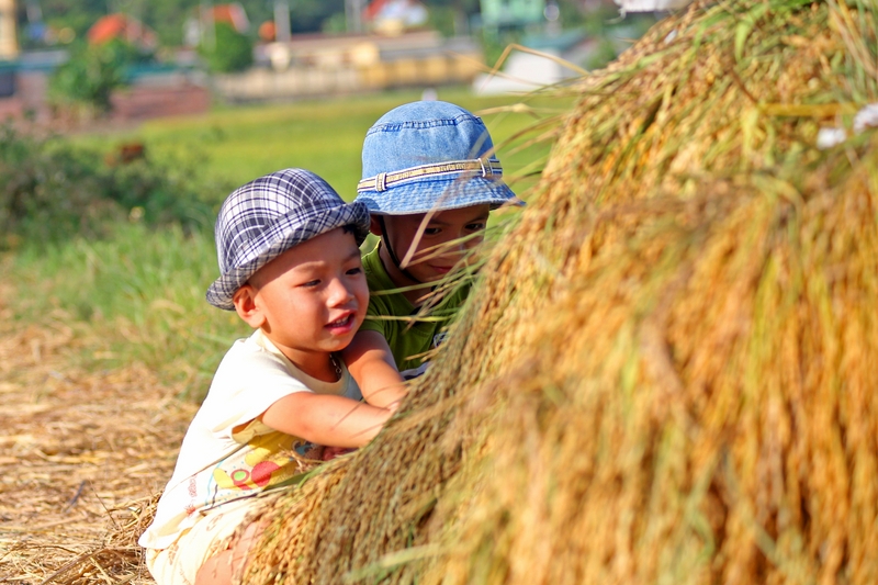 Niềm vui của các em nhỏ bên những gánh lúa vàng.