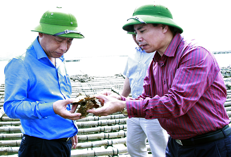 Đại diện lãnh đạo Sở NN&PTNT kiểm tra thực tế tình hình hàu chết tại xã Hải Lạng, huyện Tiên Yên, tháng 5-2017.