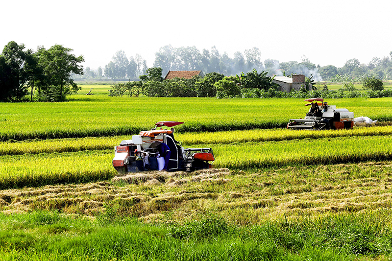 Máy gặt đập liên hợp trên những cánh đồng mẫu lớn của phường Phong Cốc.