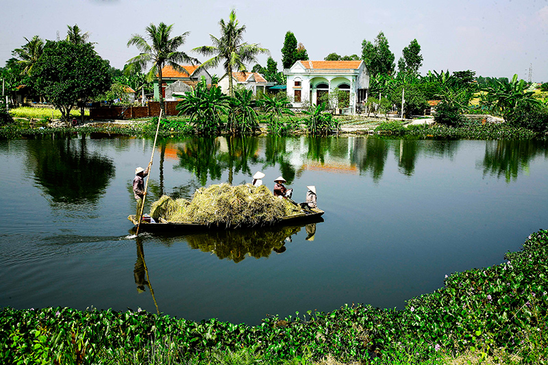 Vận chuyển thóc lúa bằng thuyền trên sông ngòi nội đồng vẫn còn chiếm ưu thế trên làng đảo Hà Nam.
