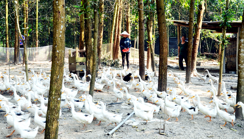 Mô hình nuôi vịt đẻ trứng của hộ gia đình ông Vi Đức Phong (thôn Khe Tum, xã Minh Cầm, huyện Ba Chẽ).