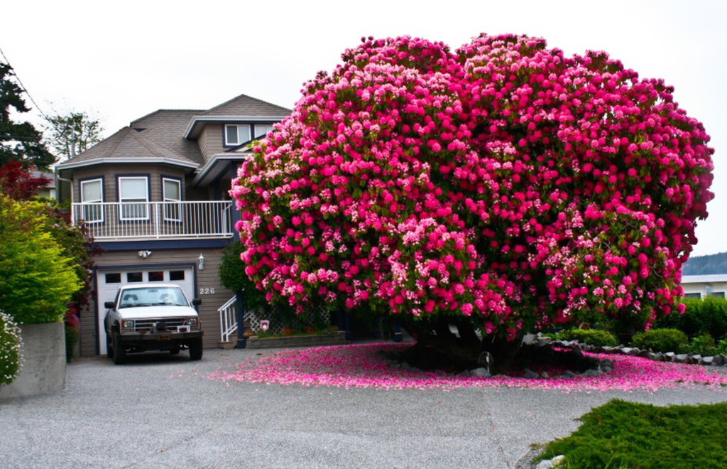 Cây đỗ quyên ở Canada: Đây không phải một bụi cây, mà là một thân cây đỗ quyên 125 năm tuổi, được trồng phía trước một ngôi nhà ở thị trấn Ladysmith, Vancouver (Canada). Cây cao khoảng 8 m, tán rộng 9 m, mỗi khi nở hoa, cả thân cây nhuốm màu hồng đỏ khiến bao khách đi qua phải ngoái lại nhìn. Ảnh: Seenox.