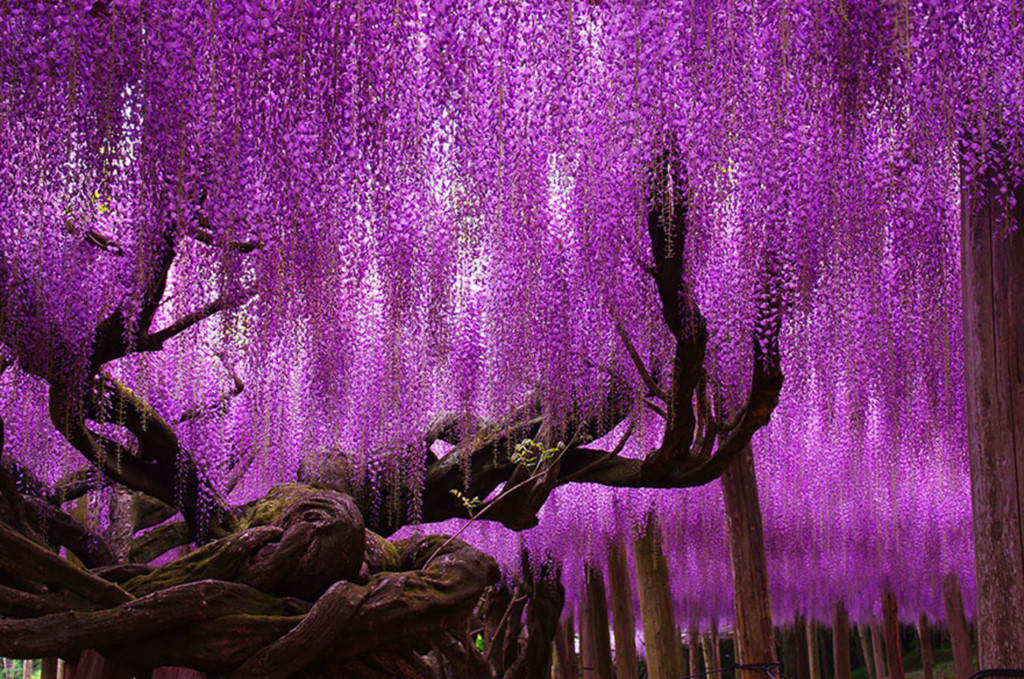 Cây tử đằng ở Nhật Bản: Cây tử đằng hay còn được gọi là đậu tía khổng lồ này nằm ở công viên Hoa Ashikaga, Tochigi, Nhật Bản. Màu tím ngắt và phớt hồng của những đóa hoa nhỏ bao phủ diện tích rộng lớn khiến cho nhiều du khách cảm thấy choáng ngợp. Ảnh: Blazepress.