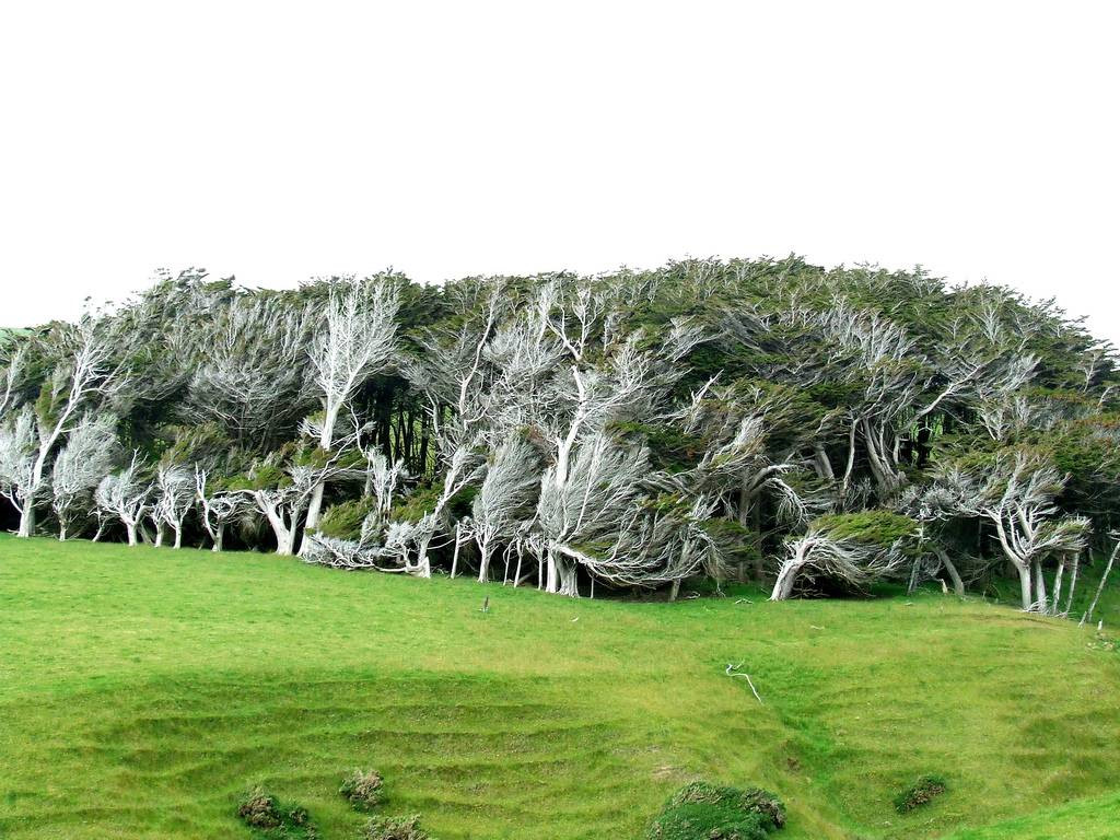 Cây cối xoắn tít vì gió ở New Zealand: Đây là hình ảnh những loài cây sống ở Slope Point, New Zealand, được biết dưới tên là “cây bão táp”. Tốc độ của gió ở khu vực này rất cao và dữ dội khiến cây cối không thể mọc thẳng đứng. Chúng buộc uốn cong và xoắn lại theo hướng gió thổi, tạo nên hình dạng độc đáo lạ mắt và trở thành một trong những cây đẹp nhất thế giới. Ảnh: Kuriositas.