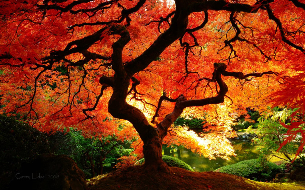 Cây thích lá đỏ của Nhật Bản: Cây cổ thụ này được trồng ở công viên Washington, thành phố Portland, bang Oregon, Mỹ. Màu lá đỏ của loài cây này như một điểm nhấn thu hút du khách đến công viên. Ảnh: Garry Liddel.