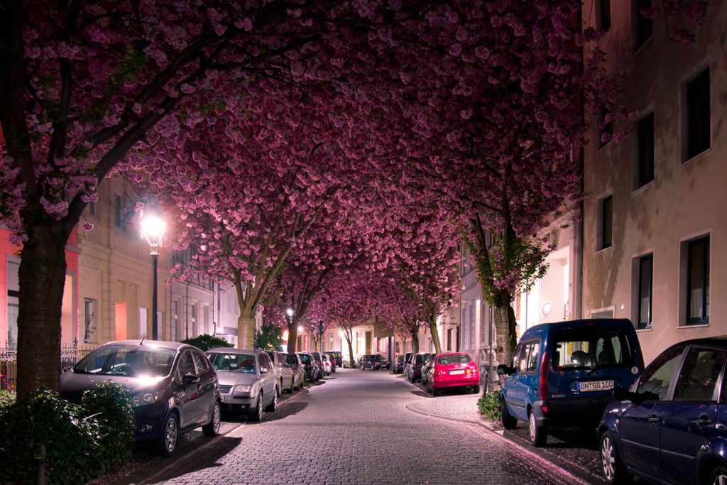 Cây anh đào ở Bonn, Đức: Một con đường nhỏ của nước Đức trở nên nổi tiếng khi các nhiếp ảnh gia bắt đầu đăng những bức ảnh về những cây anh đào bung nở những đóa hoa rất đẹp. Vẻ đẹp và sự nổi tiếng của loài cây này khiến nhiều người đặt tên phố là Phố anh đào. Ảnh: Feel-planet.