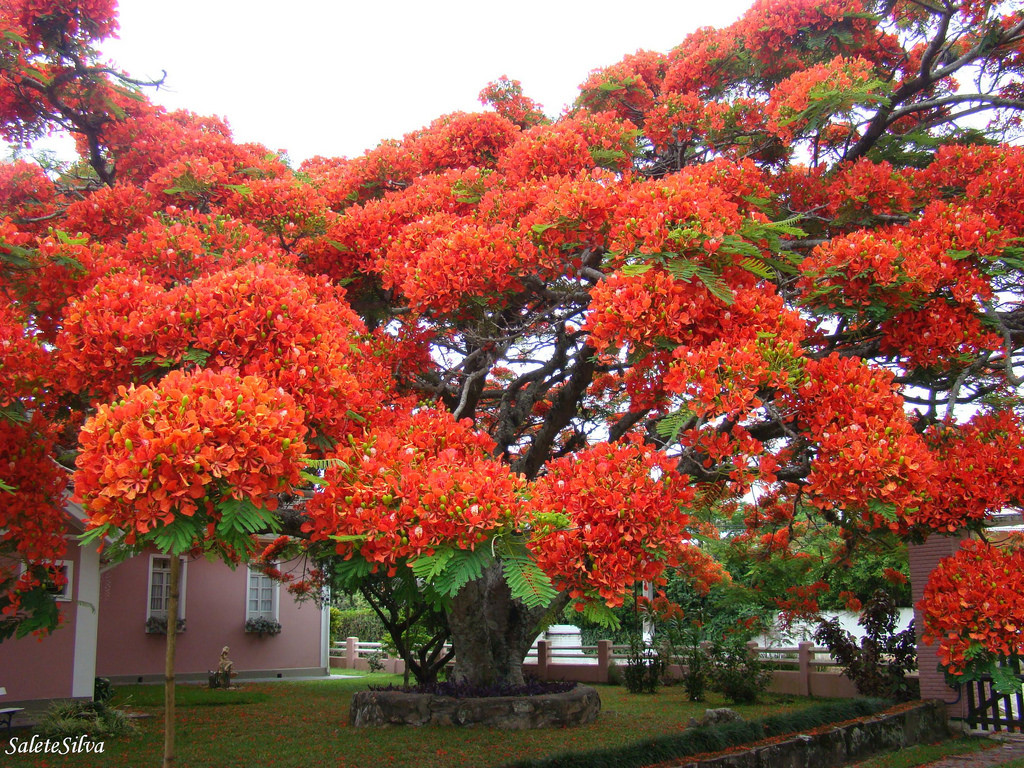 Cây phượng vĩ ở Brazil: Loài cây này sống chủ yếu ở các nước nhiệt đới, nở hoa màu cam hồng pha đỏ vào mùa hè. Ảnh: SaleteSilva.