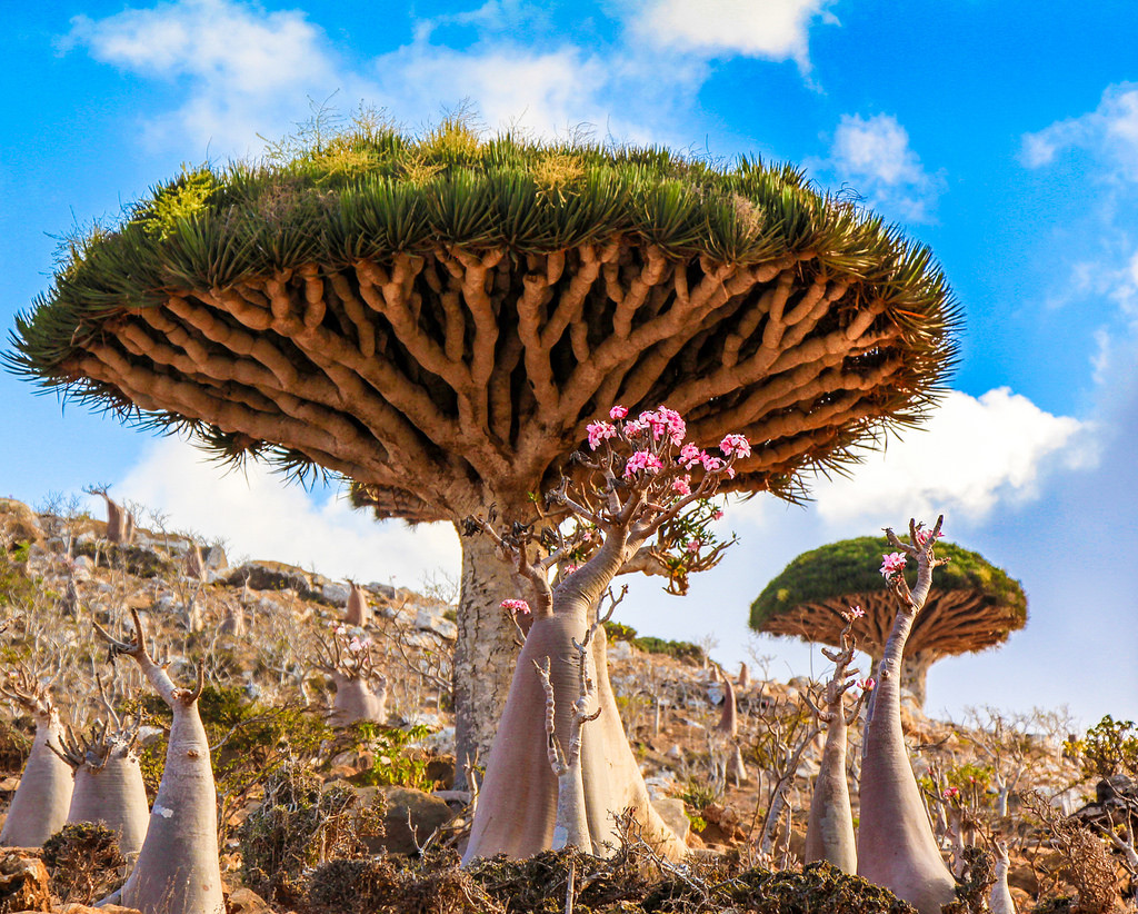 Cây máu rồng ở Yemen: Tên “máu rồng” được đặt theo màu đỏ của nhựa loài cây này. Nhựa cây được sử dụng làm thuốc nhuộm, và là phương pháp chữa bệnh dân gian cho một số bệnh. Ảnh: AetherealEngineer.
