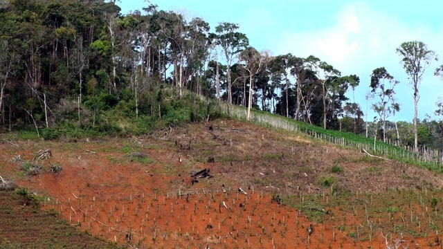 Hàng loạt cánh rừng tại huyện Đác G’long bị tàn phá nghiêm trọng nhưng không thể tìm ra đối tượng.