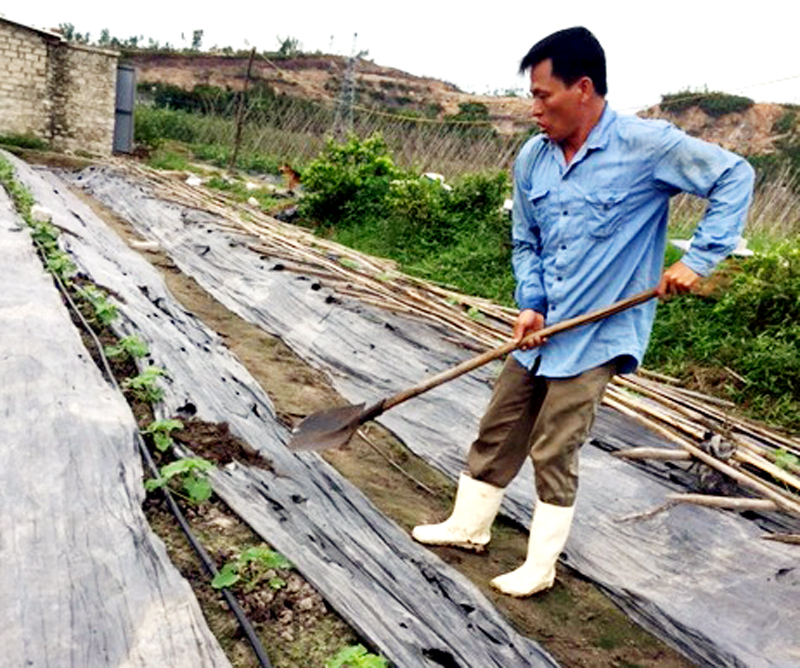 Sử dụng công nghệ tưới thấm nhỏ giọt, HTX Nông nghiệp Hương Việt đi đầu trong ứng dụng công nghệ vào sản xuất nông nghiệp.